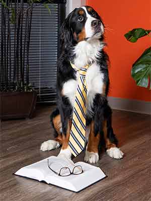 Gus Dog at Law at Robert L Isaacs & Associates in Henrico VA